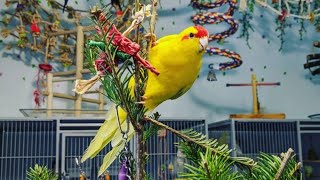 Kakariki Parrot as a Tree Topper #shorts