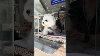 This cafe has a dog employee 🐶🇰🇷 #4kwalk #korea #cafe #koreancafe #coffee #dogshorts #doglovers