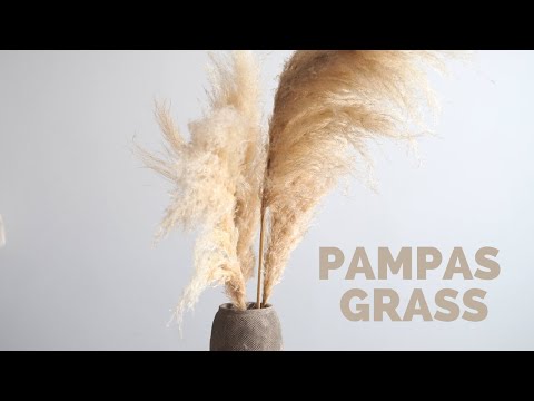 Video: Rumput Pampas: mendekorasi situs Anda