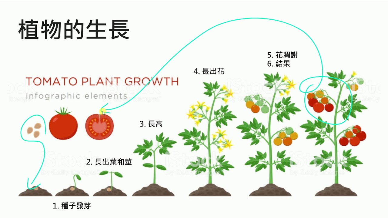 Жизненный цикл овощных растений по маркову. Фазы роста томата. Схема стадий роста помидор. Рост растений. Томат этапы роста.
