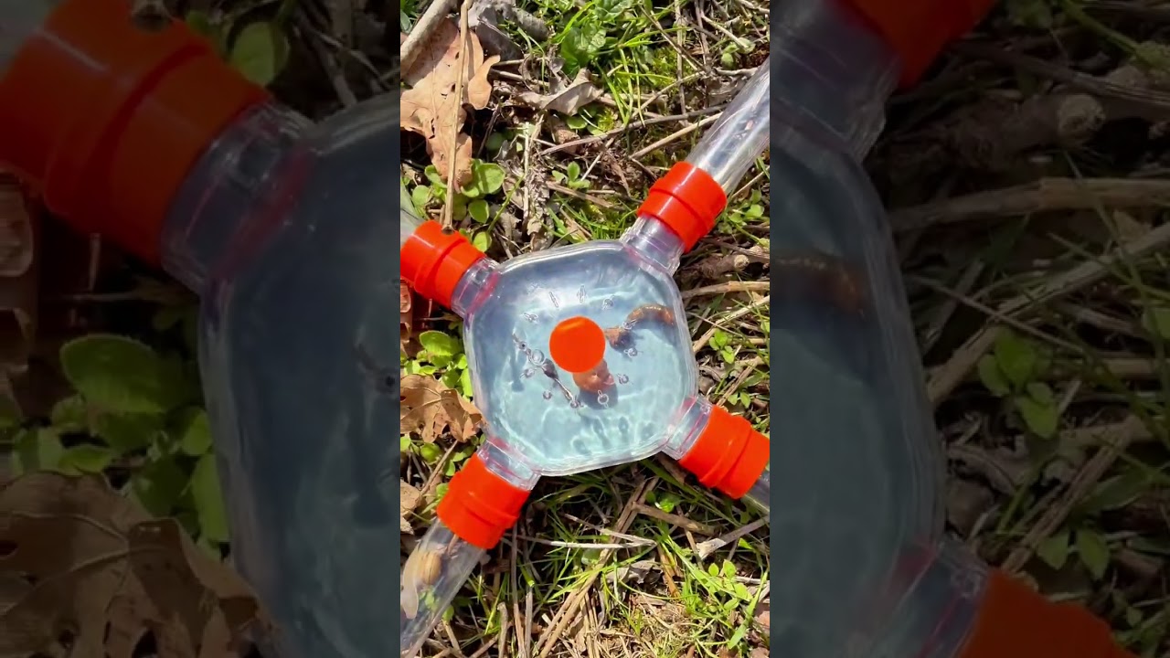 Welcome to bug city! 