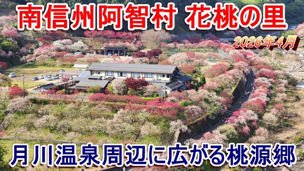 【桃源郷】南信州阿智村 花桃の里 2026年4月【月川温泉】