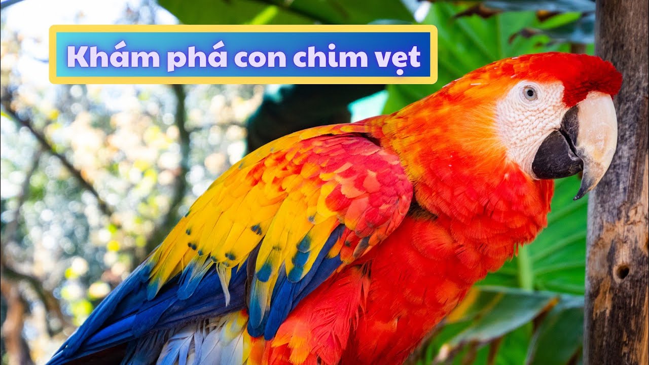 Khám phá con chim vẹt| Thế giới động vật | Mầm non |  Chích Bông LALA Kids