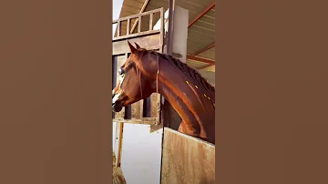 وفي صوت الخيل نغمه لا تحرك الا قلب عاشقها 