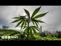 Why are US cannabis growers losing profits? - BBC News