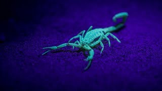 The Anomalies: Venom Race  | California Academy of Sciences