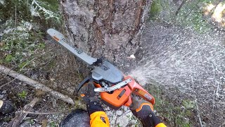 Felling firewood birch, Husqvarna 550xp mk2