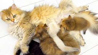 Kittens have grown up but can&#39;t give up mom&#39;s milk