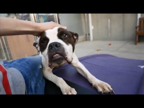 King 24844 | Underbite-Wielding Superhero NYCACC