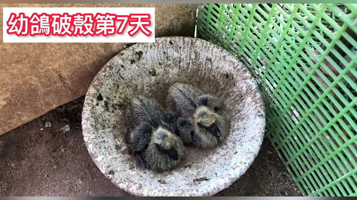 养鸽日常-幼鸽破壳第7天(挂脚环与喂营养品教学)｜幼鸽成长纪录｜赛鸽｜鸽子｜はと ｜Pigeon                       #赛鸽#鸽子#はと#pigeon#pigeons - 天天要闻