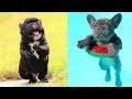 FRENCH BULLDOG PUPPIES | Funny and Cute French Bulldog Puppies Compilation # 6 | Cute pets