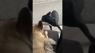 Blah Blah Blahhhhh. 🐶😂 #Funny  #Dog