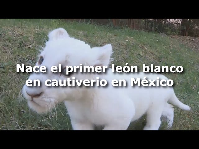 Conoce al 'cachorro milagro', el primer león blanco nacido en cautiverio en México