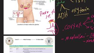 Medical Terminology | Endocrine system || المصطلحات الطبية | الغدد الصماء