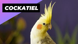 Cockatiel 🦜 One Alternative Animal To Have As A Pet #shorts