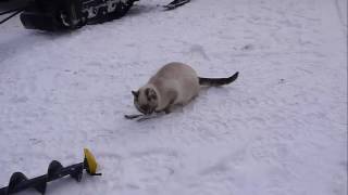Как кошка ловит рыбу. Рыбалка . Как кошка ловит рыбу. Рыбалка .