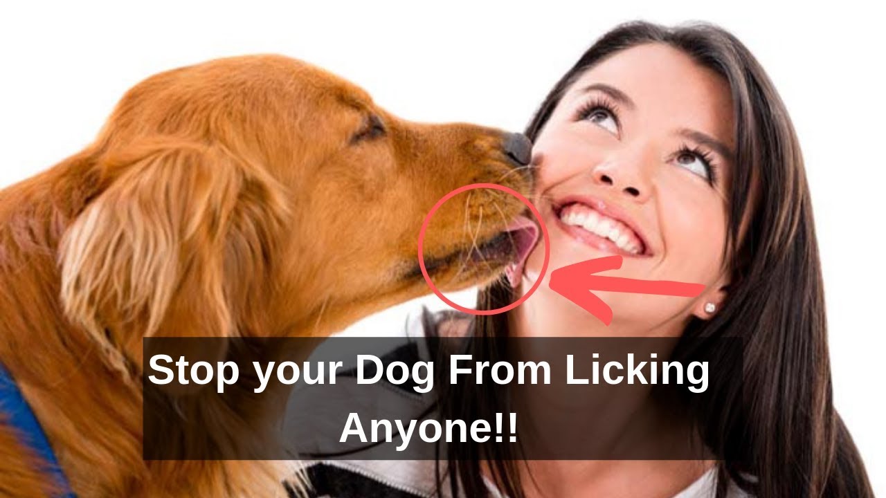 How To Stop Your Dog From Licking Anyone