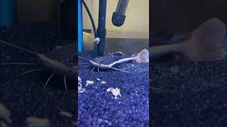 Celebrity Redtail catfish🐠| #redtailcatfish #catfish #monsterfish #fish #fishtank #aquarium #ytshorts #shorts Profile