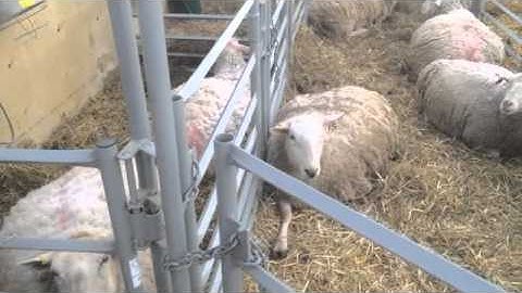 sheep laying down