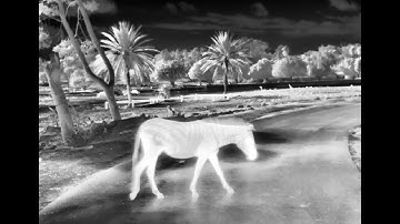 ADASKY @ Safari Ramat Gan - Animal Detection Data Collection