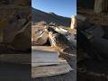 Natural Behavior of Chukar Chick in the Wild.