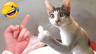 Roliga djurvideor 2023 😂 - Roligaste hundar och katter videor 😺😍 Försök att inte skratta! #4k