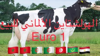 سلالة ابقار الهولشتاين الحلوب للبيع بالمغرب ??Tip Euro1