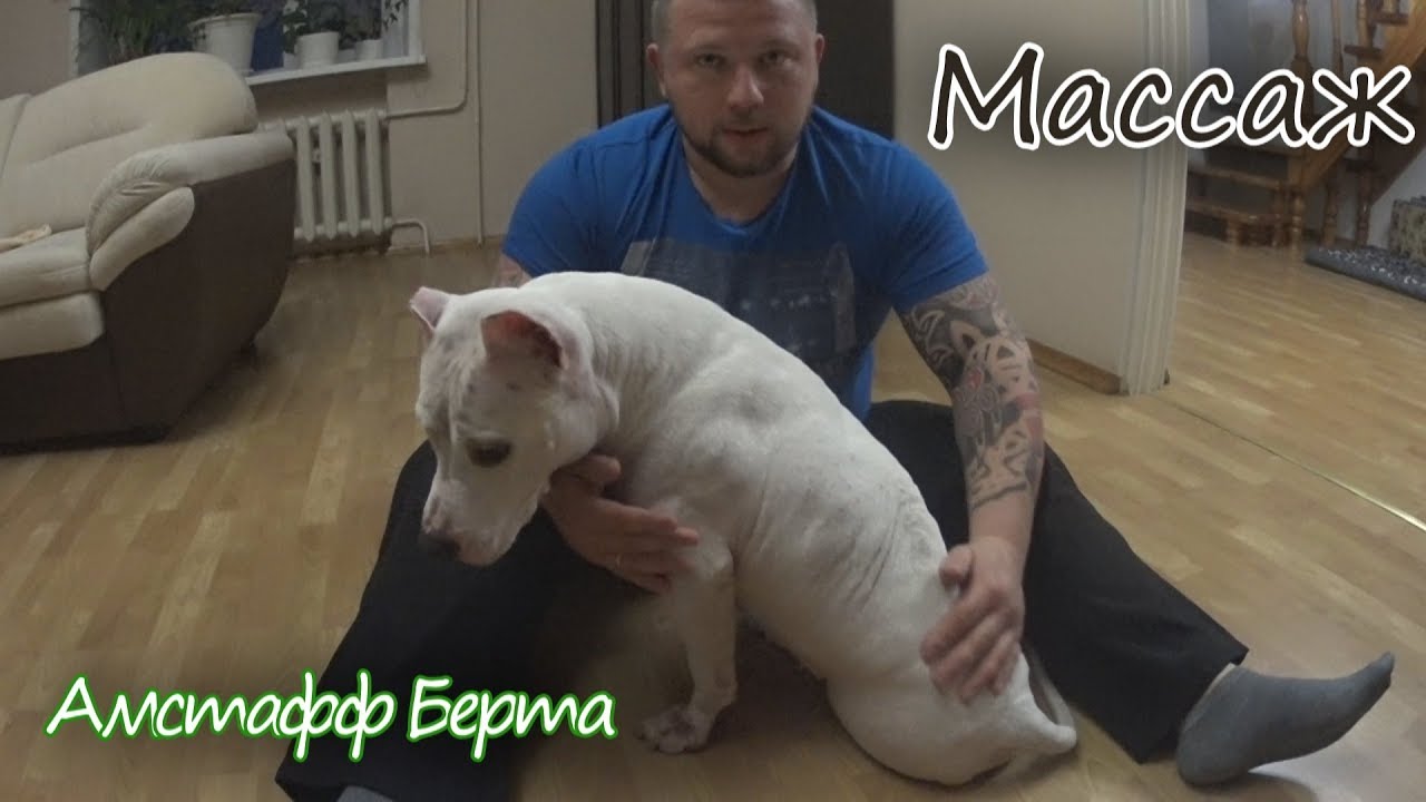 Массаж спины и задних лап собаки спинальника.