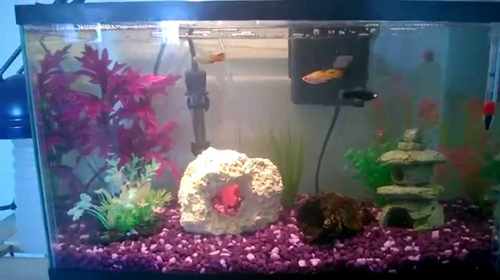 10 gal - 6 platy community