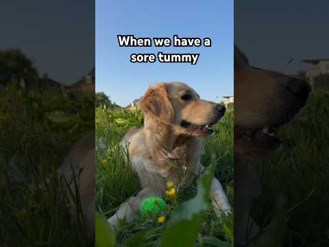 Video: Imam te! Covetous Canines Fetchingly Pranked punjen pas lutka [Video]