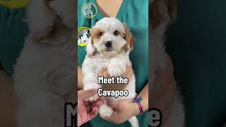 Meet the Cavapoo Puppy!