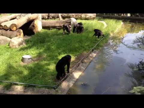 Video: Forskere Forbløffer Sig Over De Mystiske Ritualer Fra Chimpanser - Alternativ Visning