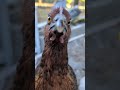 Chickens Animals Chickens Animals