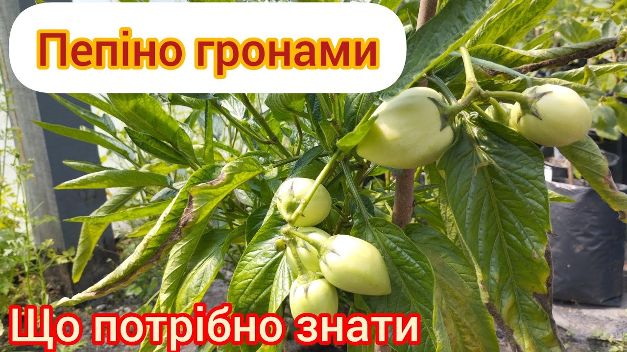 Пепіно Рамзес, процеси вирощування, об'єм горщика, грунт, полив.