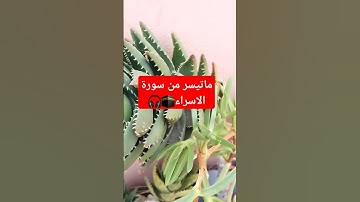 وقضى ربك الا تعبدوا الا إياه وبالوالدين إحسانا #القرآن_الكريم # سورة الاسراء #القارئ_حمزة_بوديب