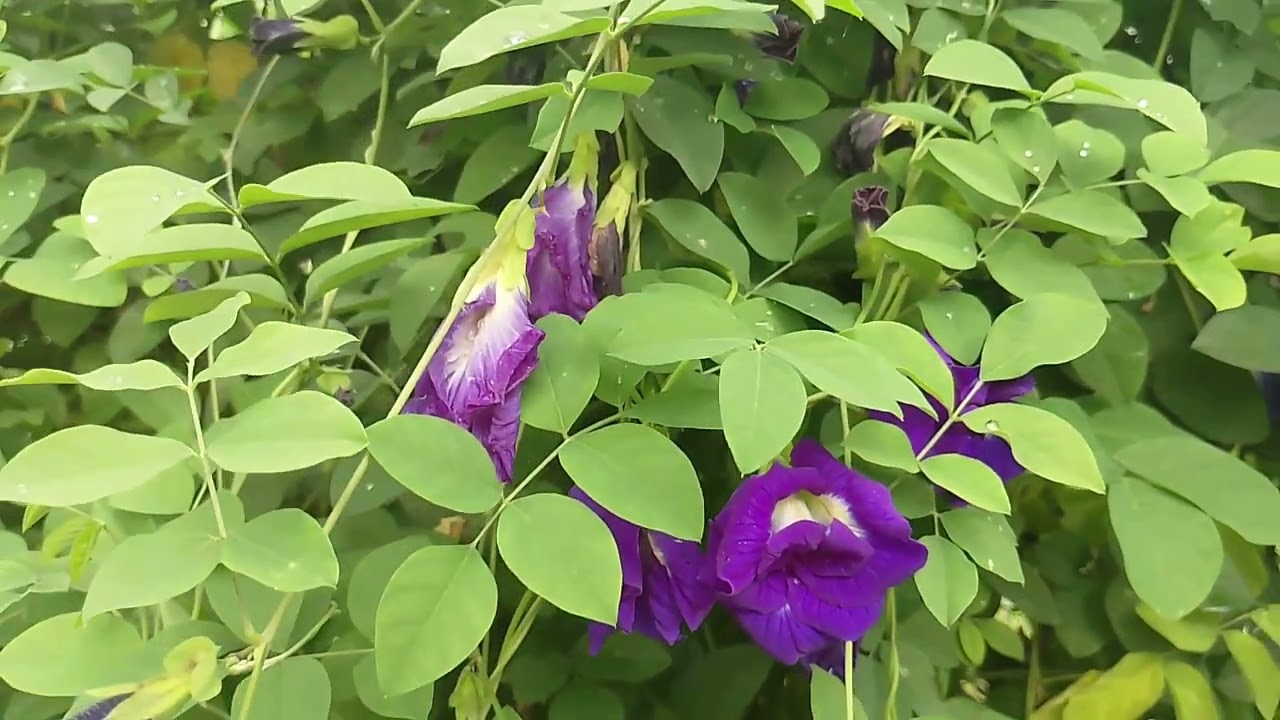  Vida na roça, Mine tour