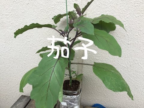 水耕栽培茄子eggplant Youtube 水耕栽培茄子eggplant Youtube