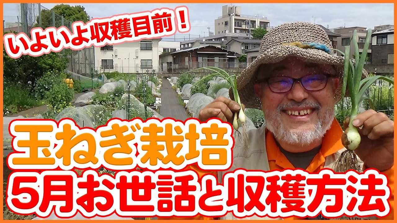 Growing onions in your home garden or farm in May! What to do when