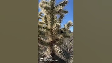 Ouch! Cholla the Jumping Cactus