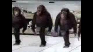 Monkey Riverdance