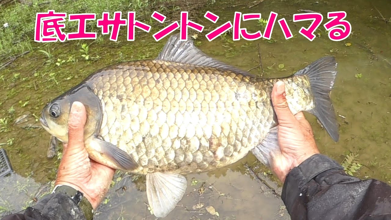 最後に時合が待っていたバカ長で立ち込む釣り［山田ダム編１７］