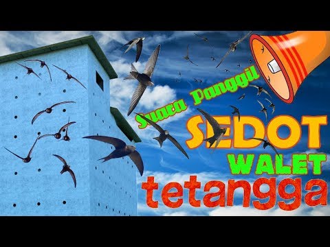 sedot-walet-tetangga-suara-panggil-banyak-versi-gratis-tak-bermahar