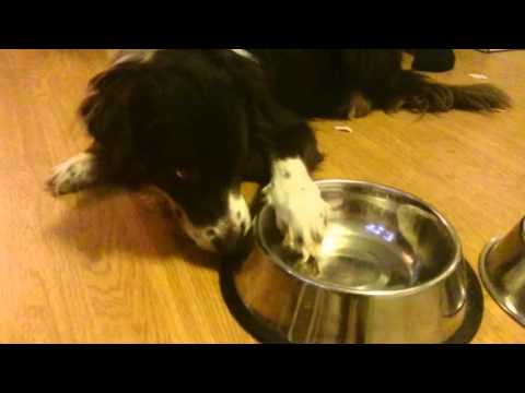 Video: Kuinka Paljon Ruokaa Ylipainoisen Koiran Pitäisi Saada?