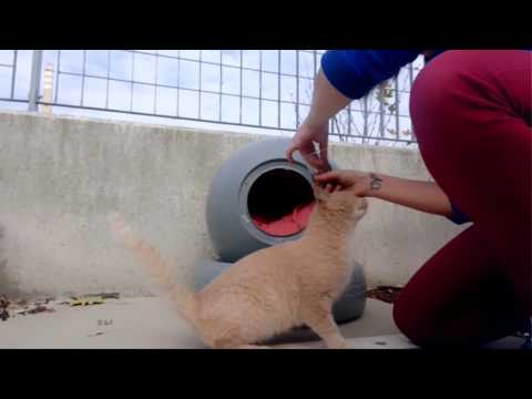 Видео: Котка с 26 пръста събира пари за подслон - Алтернативен изглед