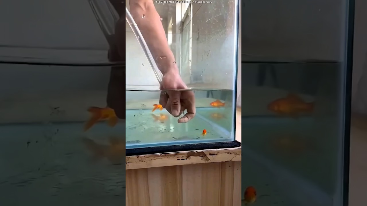 Golden fish stuck in pipe epic rescue #shorts #short #trending #viralshorts #facts #reels