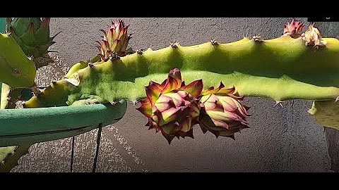 Dragon Fruit: Matt Benway's Garden Tour