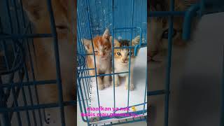 Tak Sanggup Biayain Kucing Akhirnya Ku Iklaskan Siapa Yg Mau Ngurus