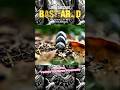 KEHIDUPAN ULAT BATU YANG PENUH COBAAN #shorts #alurceritaanimasi #storytelling