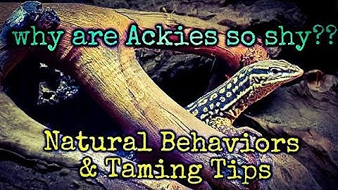 Why is my Ackie so shy?