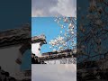 Magnolia 玉兰花 #magnolia #flower #flowers #wonderful #vloggerlife #amazing  #video #share #beautiful